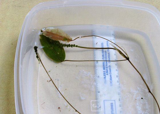 ribbon-leaf_ pondweed question